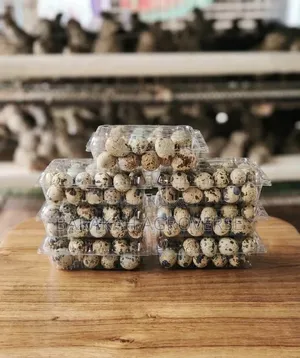 Fresh Quail Bird Eggs