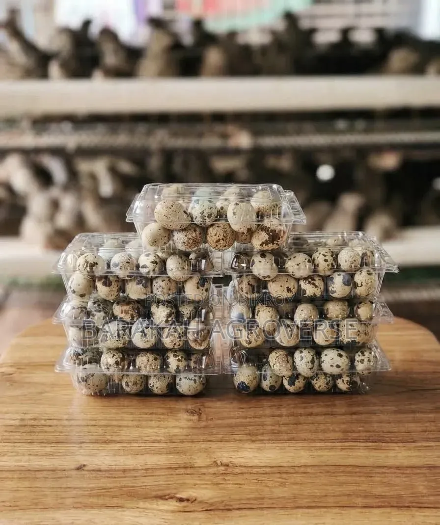 Fresh Quail Bird Eggs