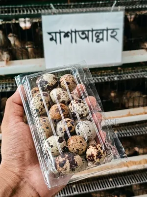 Fresh Quail Bird Eggs