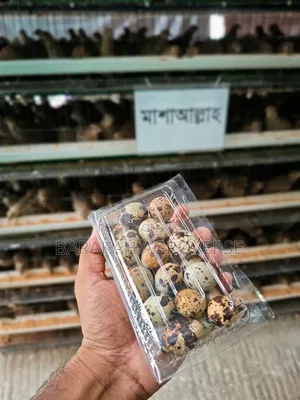 Fresh Quail Bird Eggs