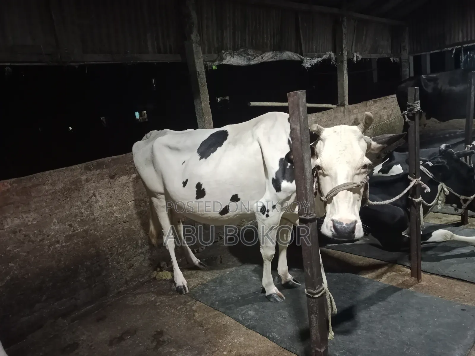 ফ্রিজিয়ান দুধ এর গাভী
