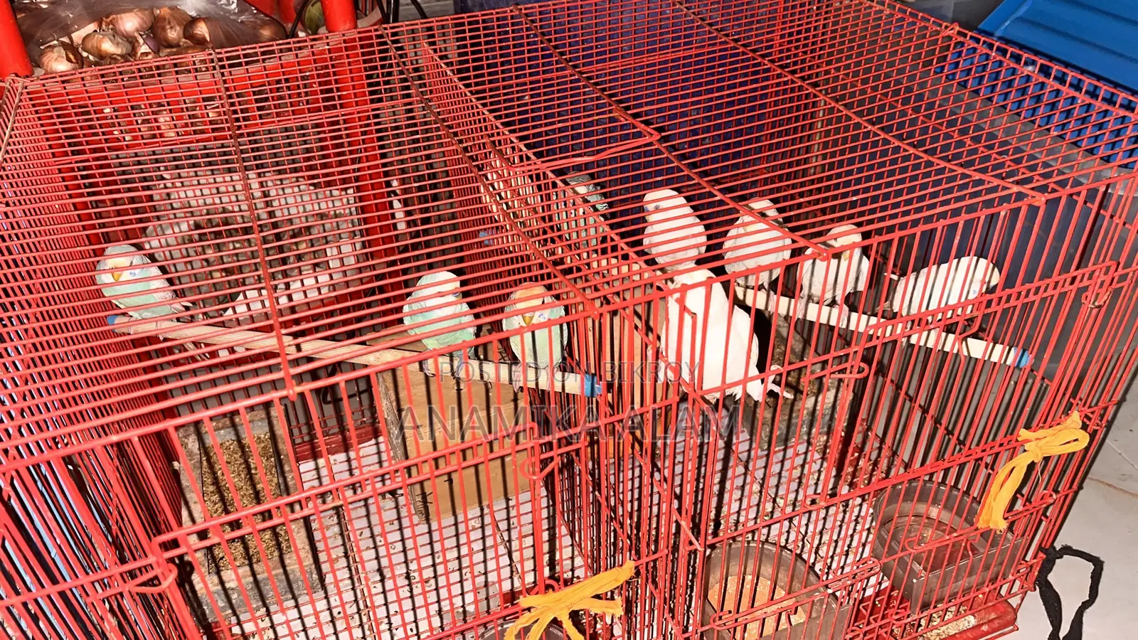 Female birds are laying eggs, albino birds are also available, total 10 birds