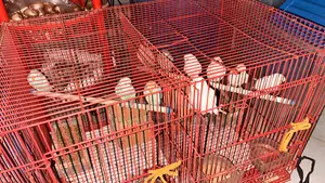 Female birds are laying eggs, albino birds are also available, total 10 birds