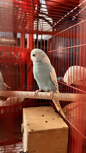 Female birds are laying eggs, albino birds are also available, total 10 birds