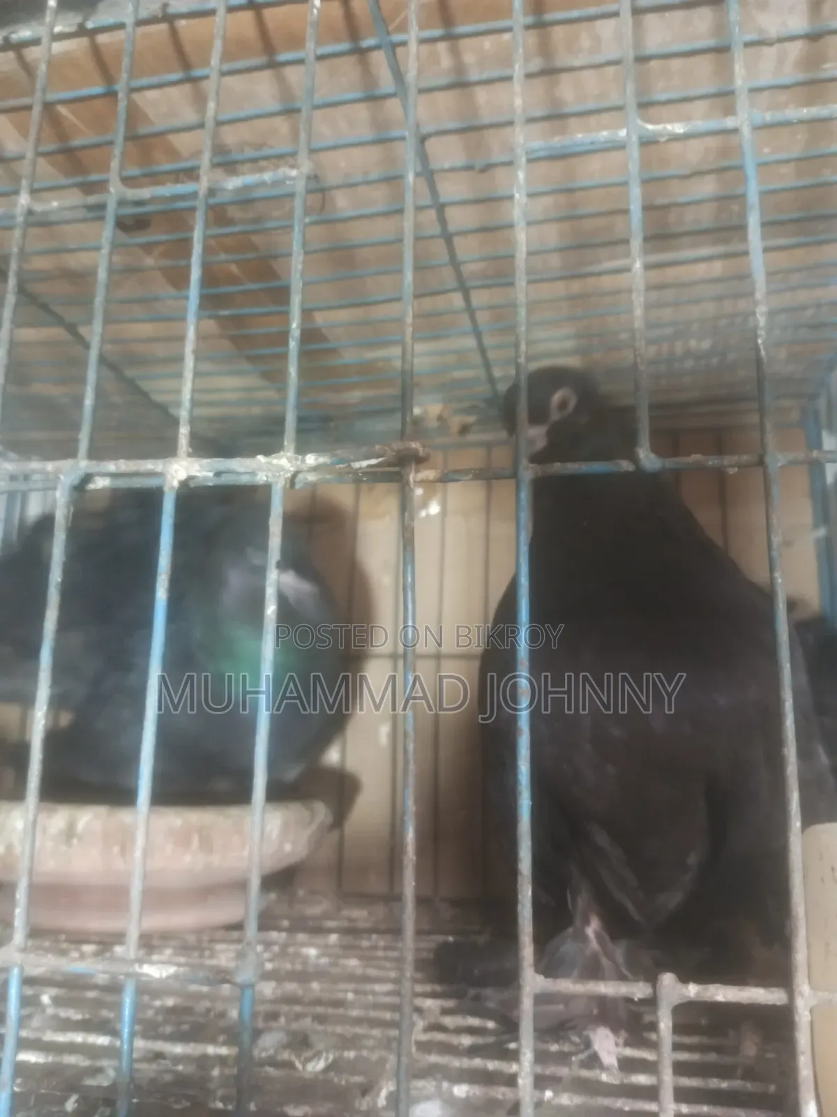 A pair of running black lakha pigeons