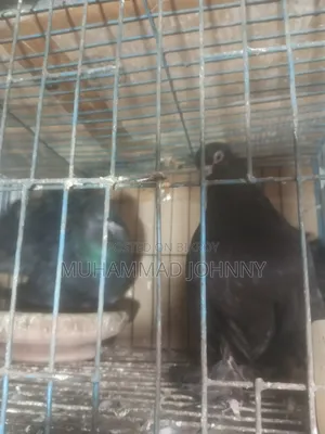 A pair of running black lakha pigeons