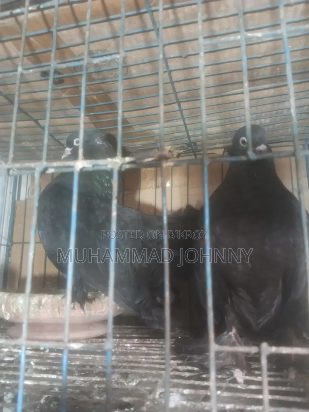 A pair of running black lakha pigeons