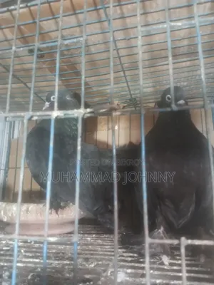 A pair of running black lakha pigeons