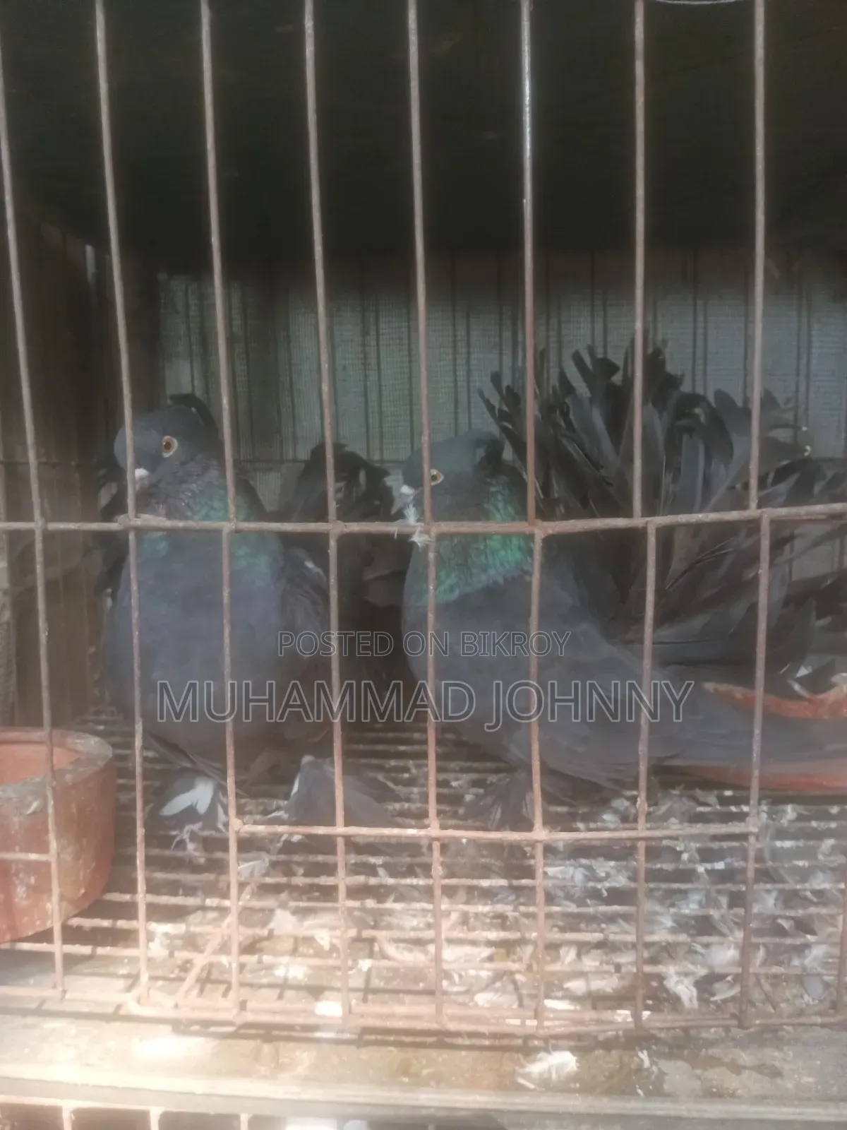 A pair of running black lakha pigeons