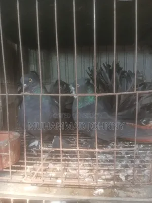 A pair of running black lakha pigeons