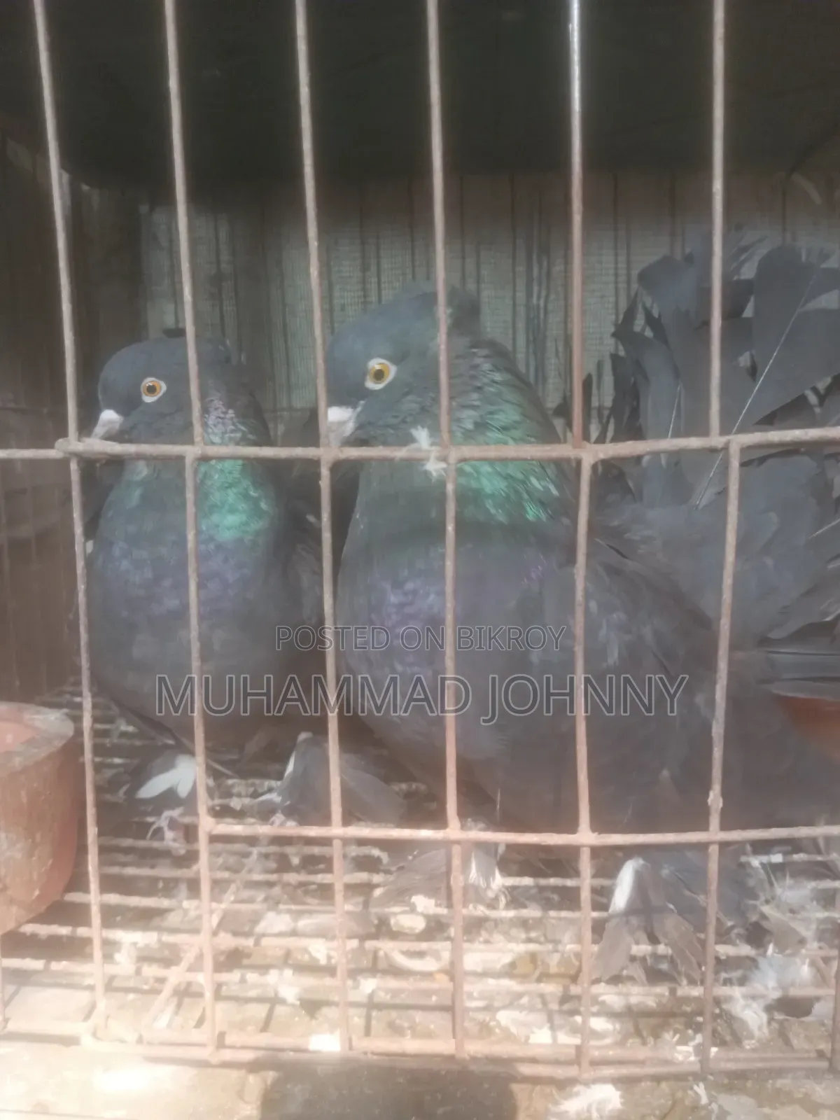 A pair of running black lakha pigeons
