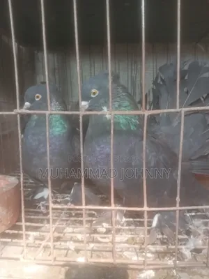 A pair of running black lakha pigeons