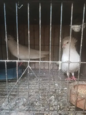 A pair of running white Bombay pigeons