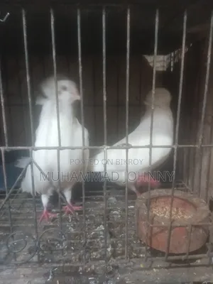A pair of running white Bombay pigeons