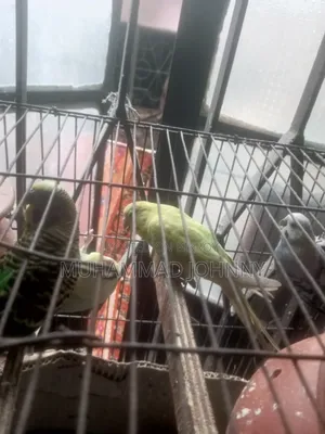 2 Pairs of Budgerigar Birds