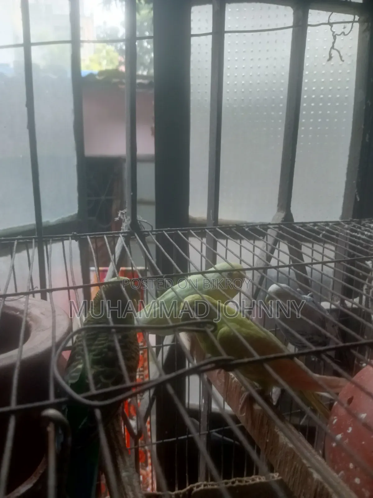 2 Pairs of Budgerigar Birds
