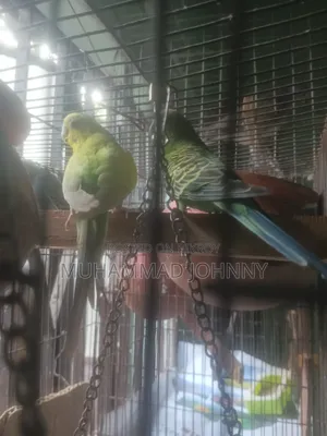 2 Pairs of Budgerigar Birds