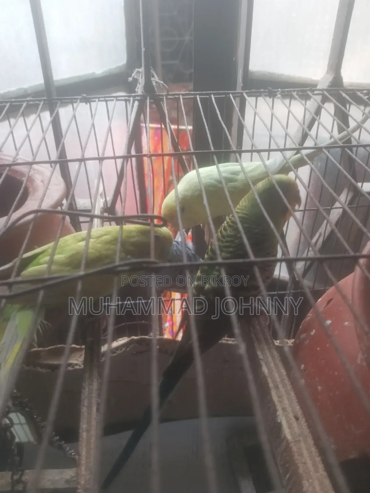 2 Pairs of Budgerigar Birds