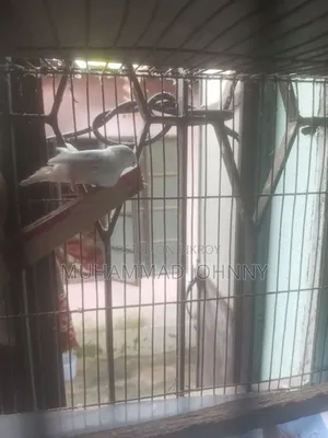 A female finch bird
