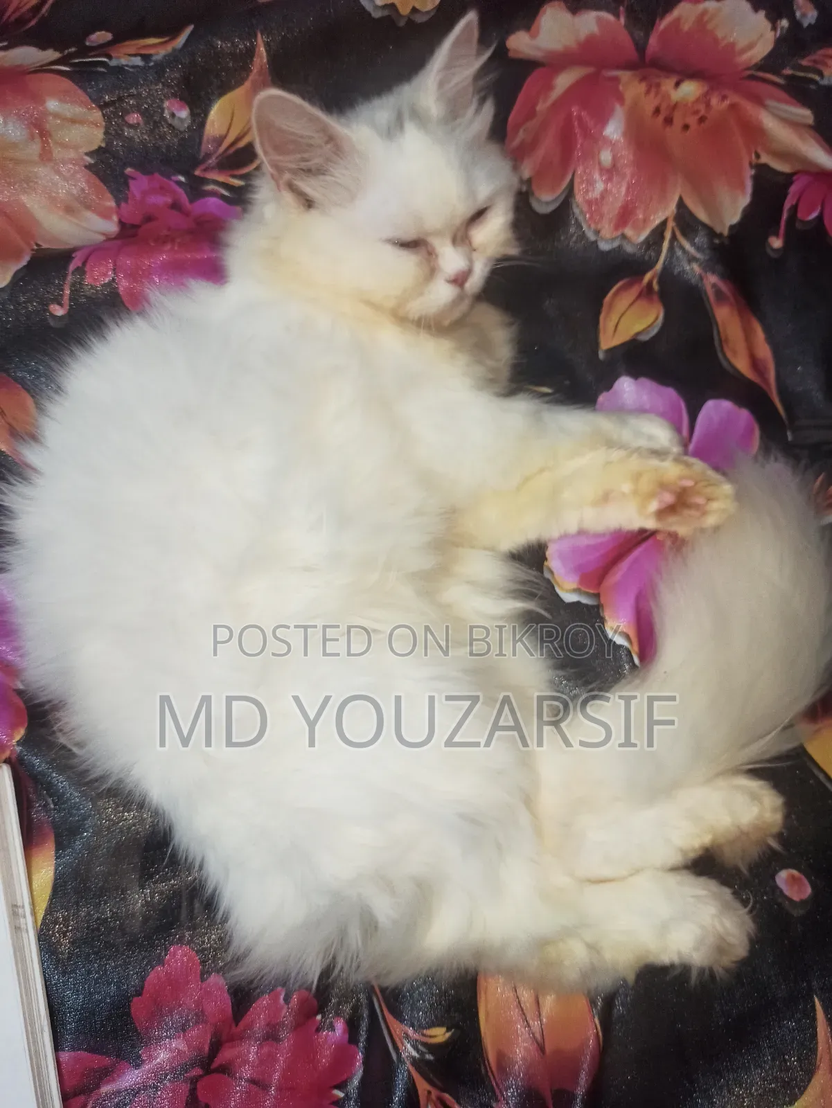 3-6 months Female Purebred Persian