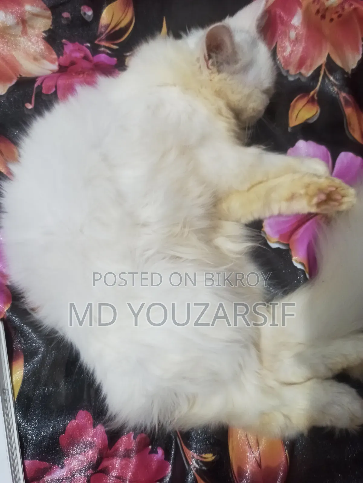 3-6 months Female Purebred Persian