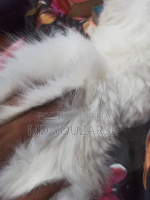 3-6 months Female Purebred Persian