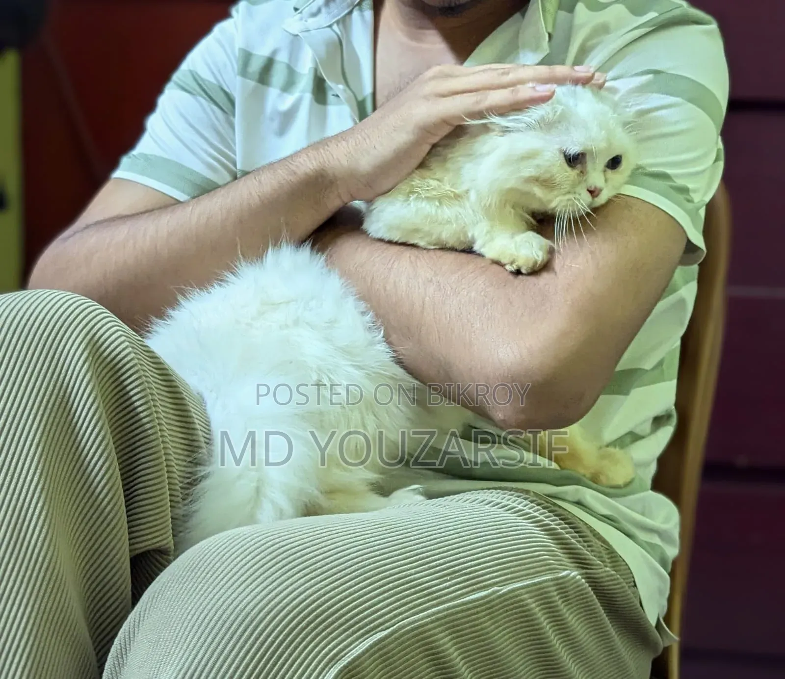 3-6 months Female Purebred Persian