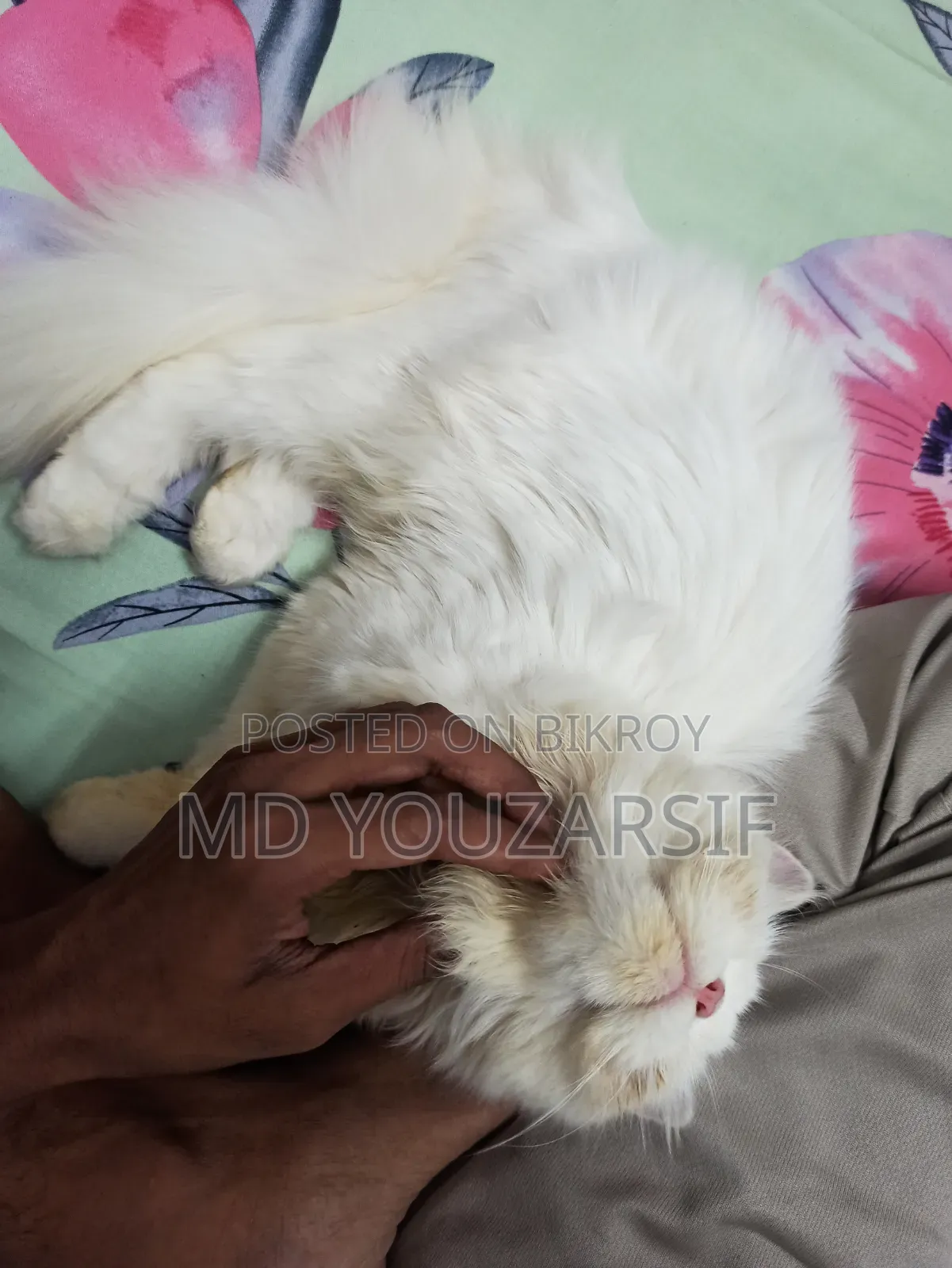 3-6 months Female Purebred Persian