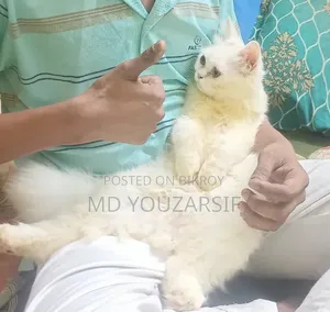 3-6 months Female Purebred Persian