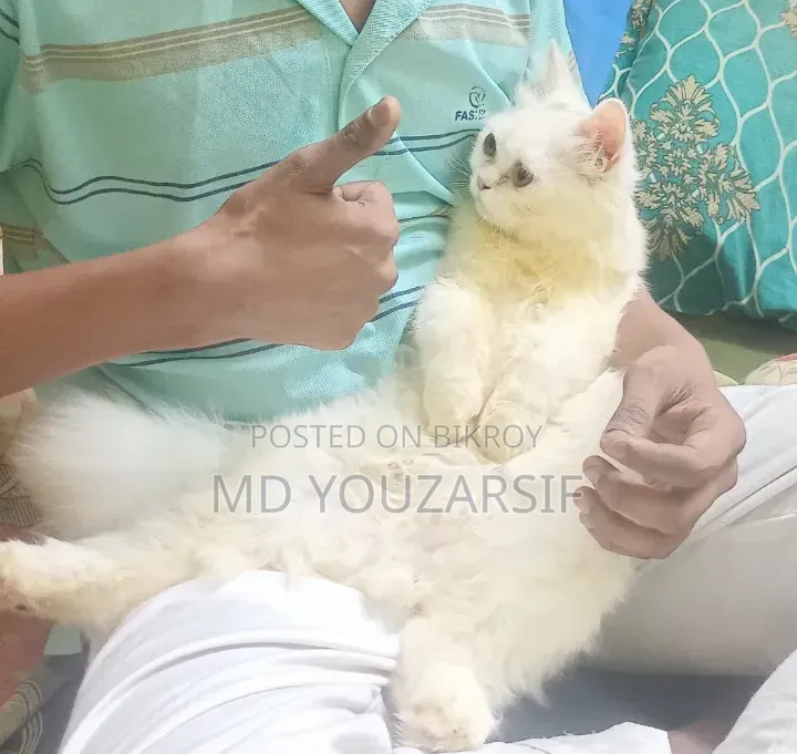 3-6 months Female Purebred Persian