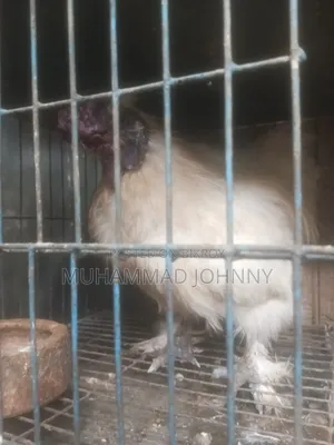 Silkie Chicken