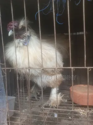 Silkie Chicken