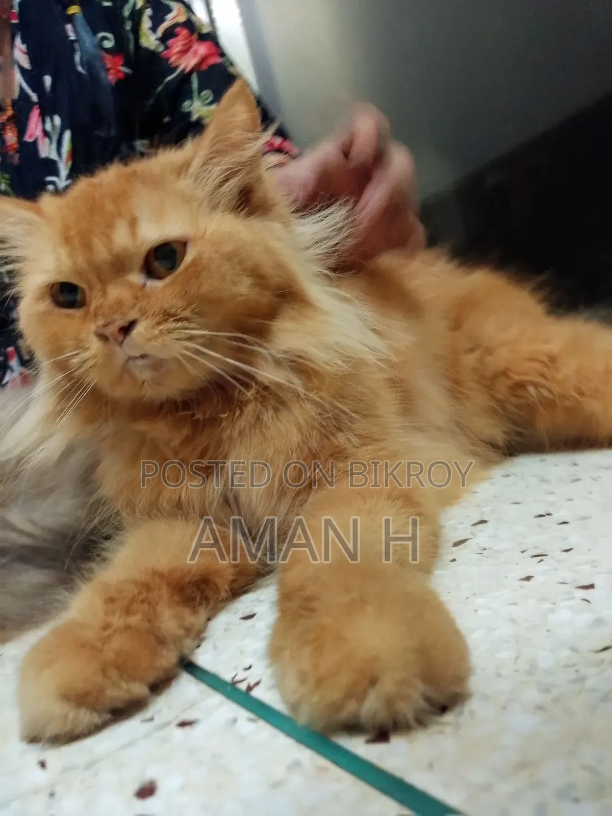 1+ year Female Purebred Persian