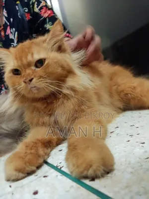 1+ year Female Purebred Persian