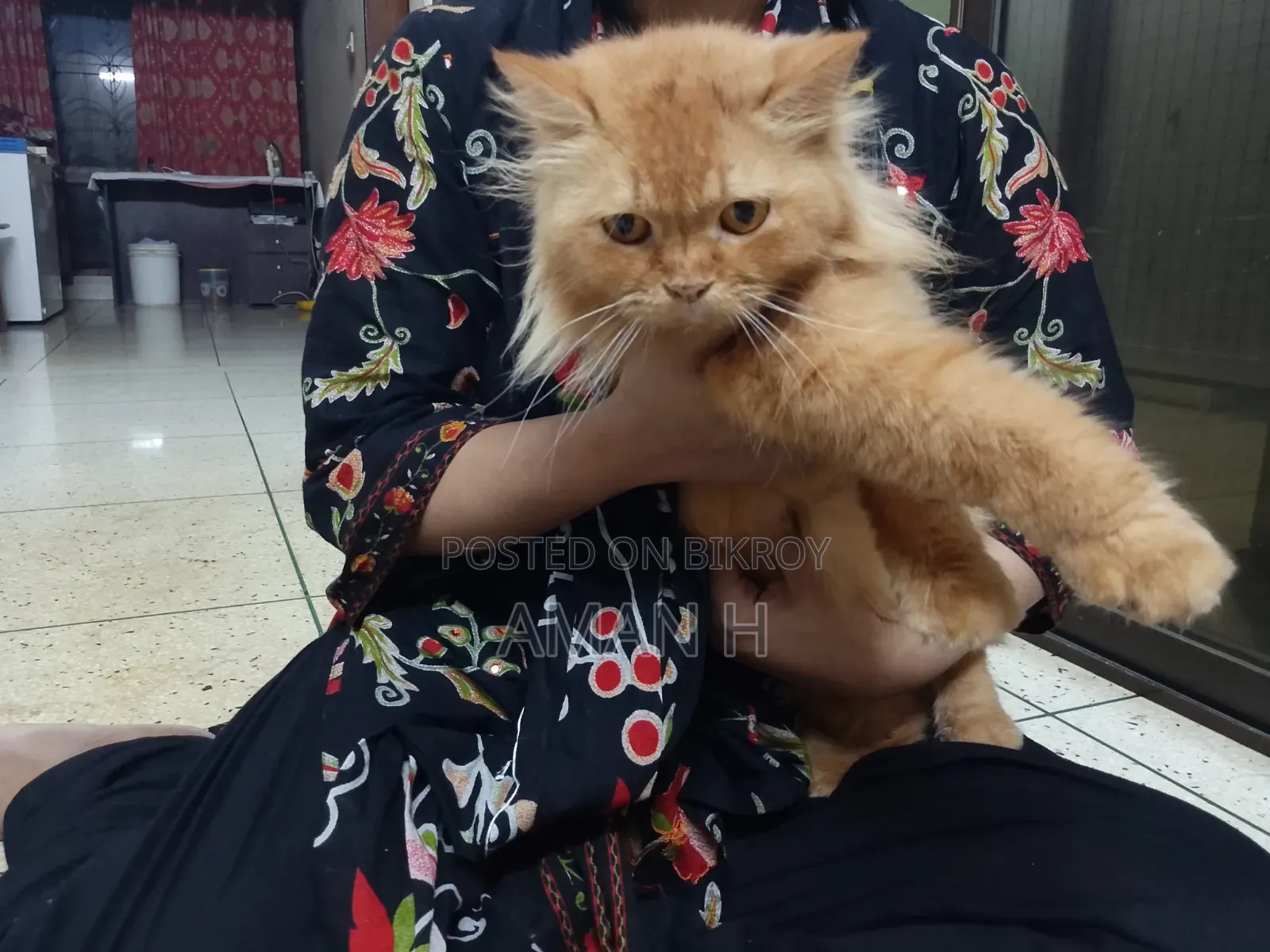 1+ year Female Purebred Persian