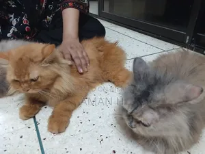 1+ year Female Purebred Persian