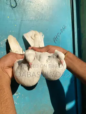 Indian Gola Pigeon