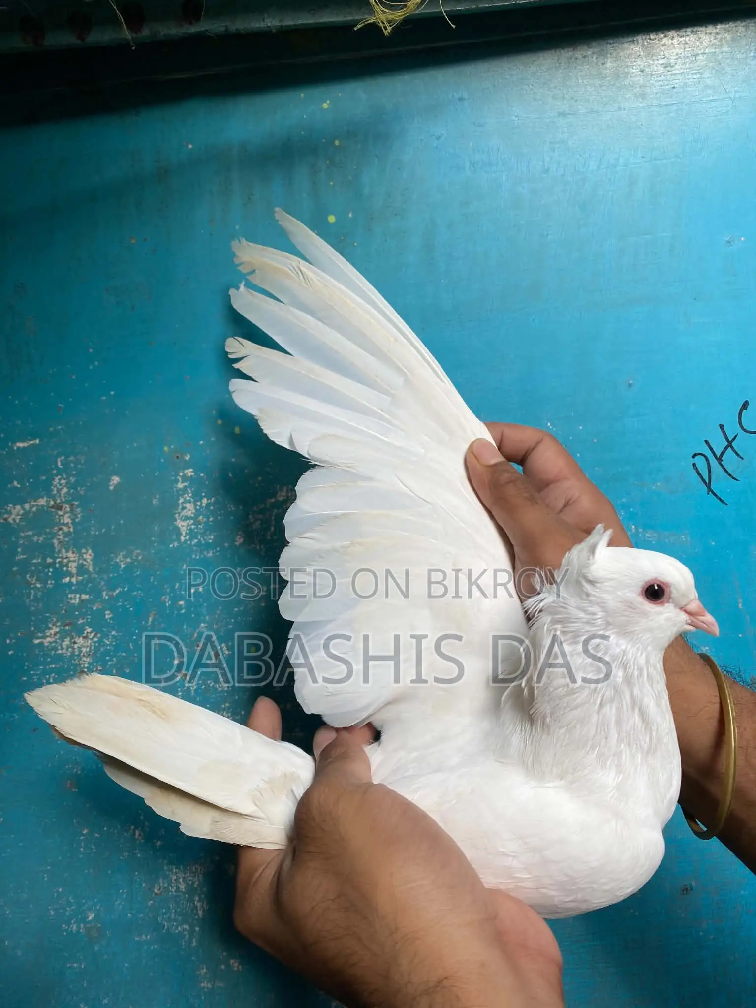 Indian Gola Pigeon
