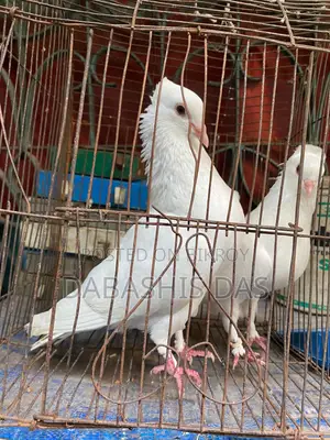 Indian Gola Pigeon