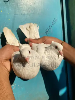 Indian Raj Golla Pigeon