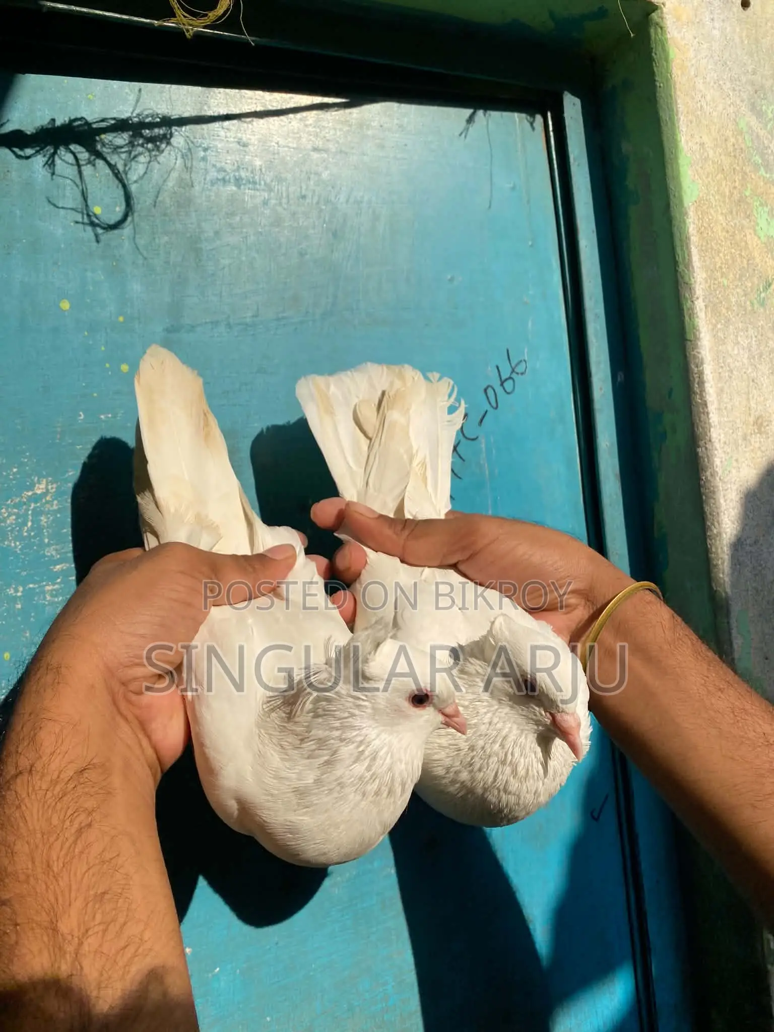 Indian Raj Golla Pigeon