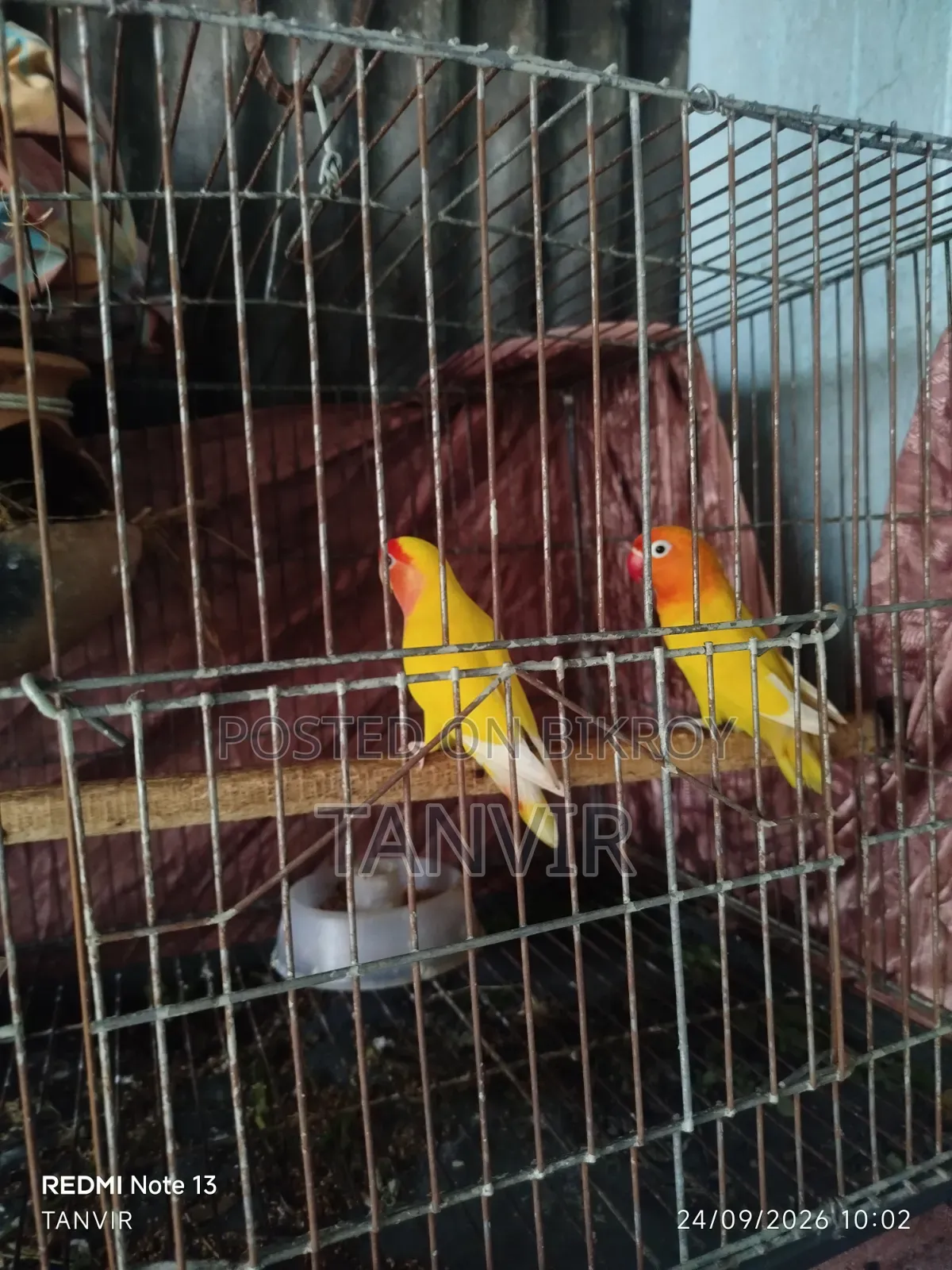 লাভ বার্ড জোড়া