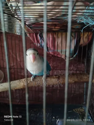 লাভ বার্ড জোড়া