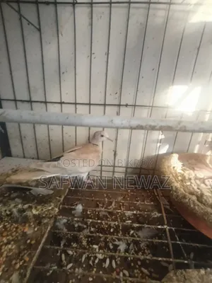 Ringneck Dove for Sale