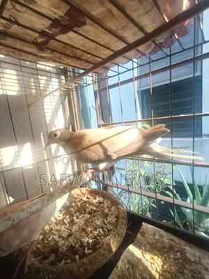 ঘুঘু পাখি বিক্রি করা হবে