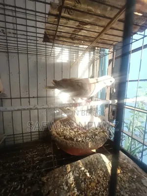 ঘুঘু পাখি বিক্রি করা হবে