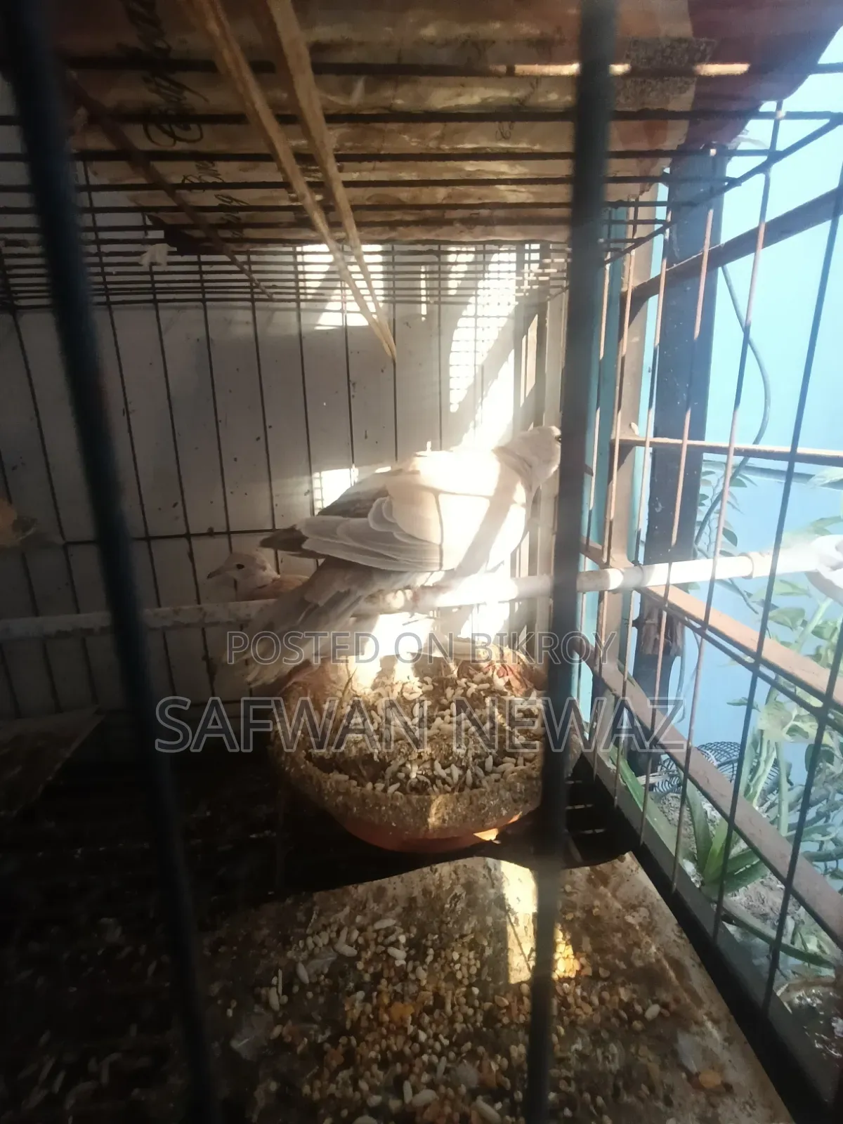 ঘুঘু পাখি বিক্রি করা হবে