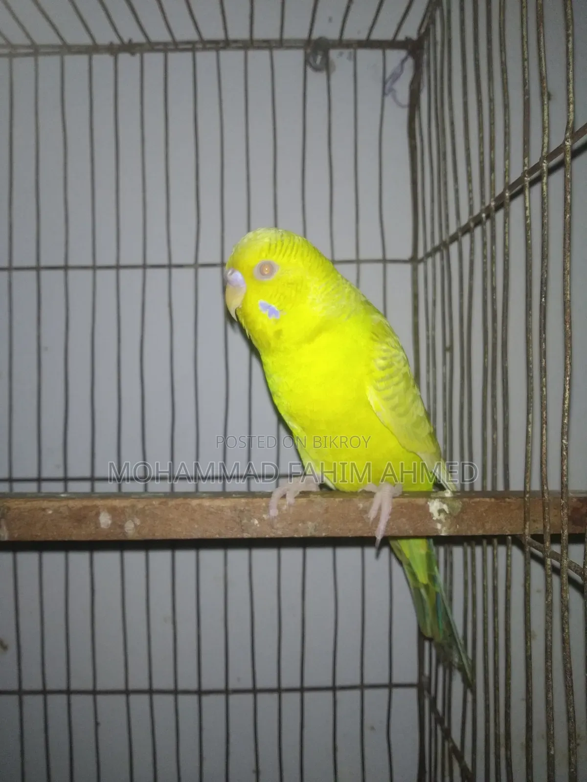 German Fallow Male.