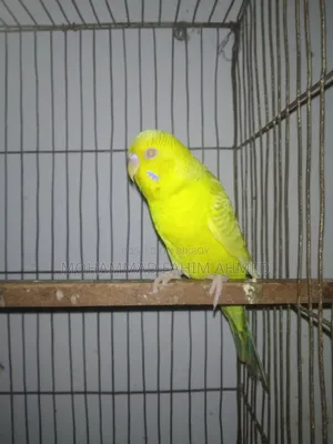 German Fallow Male.