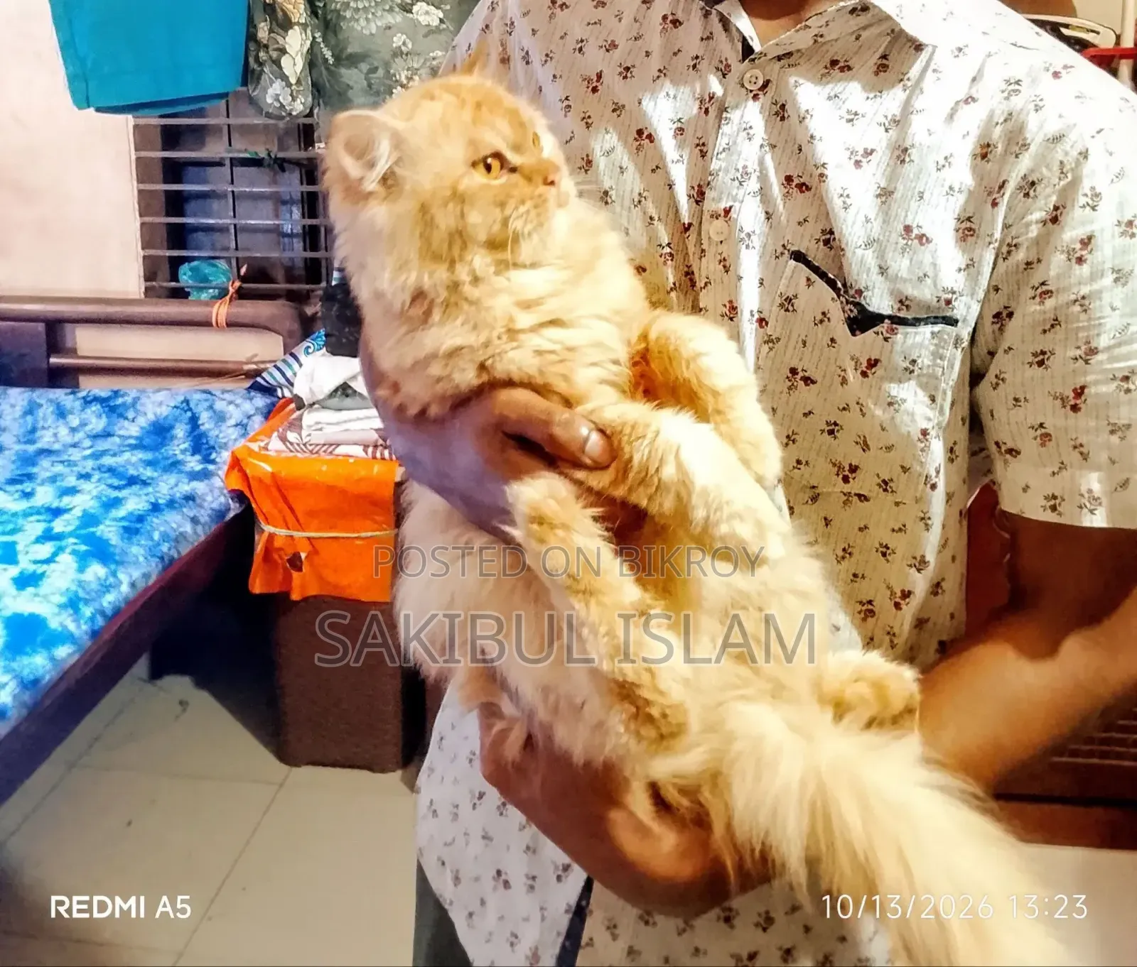 1+ year Male Mixed Breed Persian